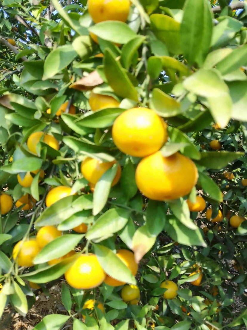新余蜜桔大量有货，需要的老板联系