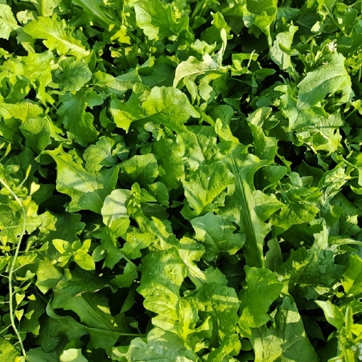 虞城县新鲜无公害荠菜菜