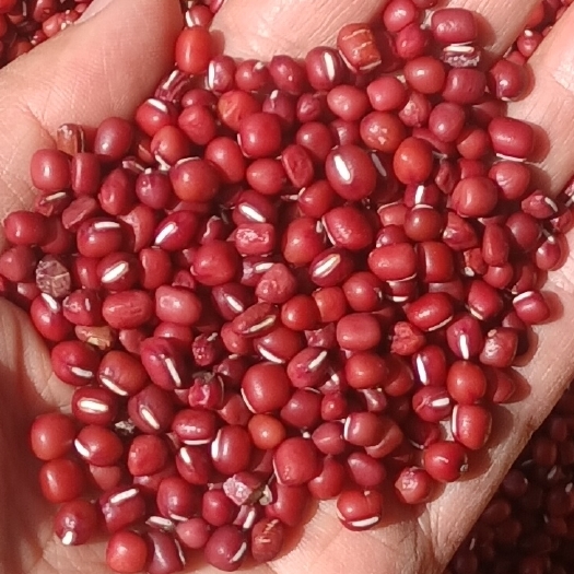 洋县2023年新红小豆无任何加工无打腊含1%的杂质。批发。