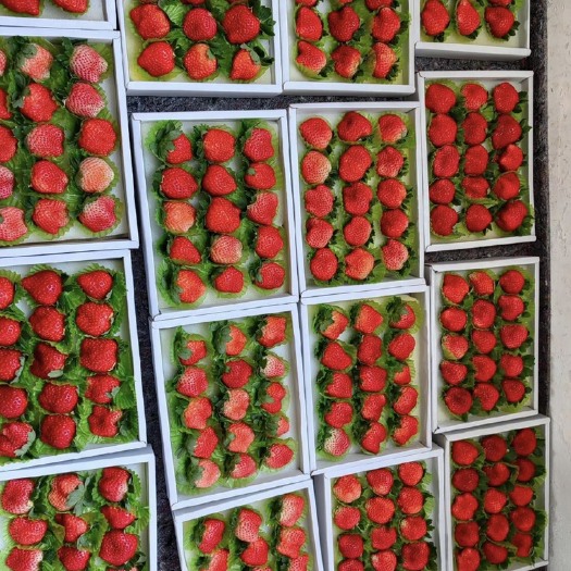 徐州徐州草莓宁玉大量上市欢迎各位采购商合作