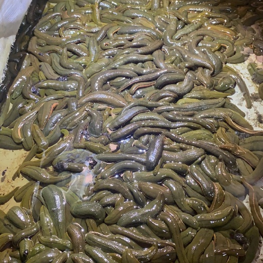 中山市精品菲牛蛭母种