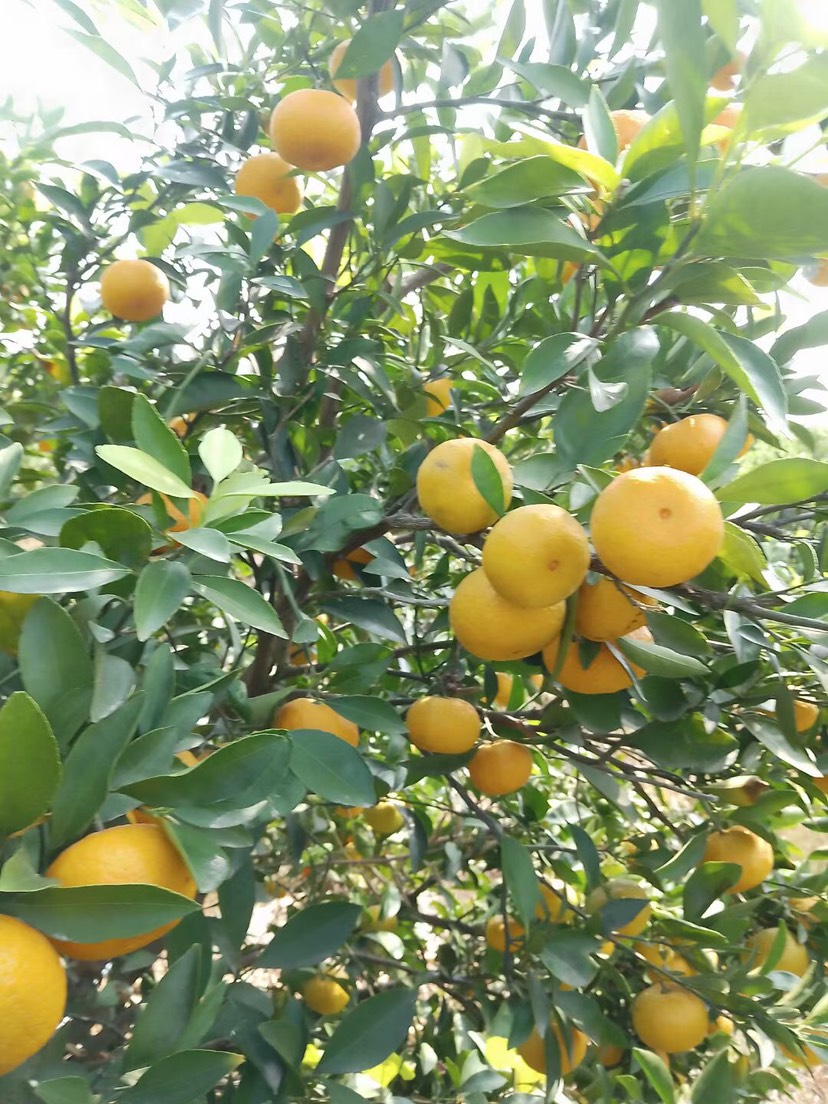 新余蜜桔大量有货，需要的老板联系