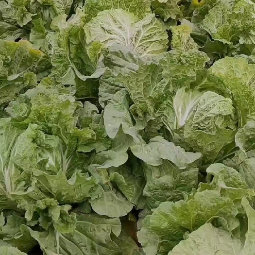 大名县绿色蔬菜1