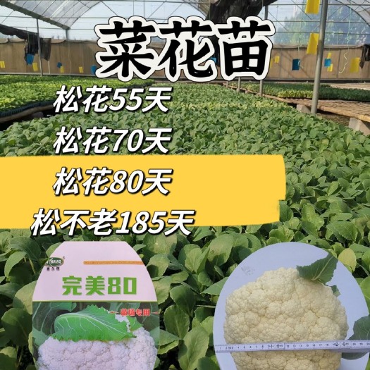寿光市松花菜苗 矮脚花菜苗 品种好70 好80 精品苗 寿光发