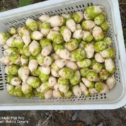咸丰县大头菜