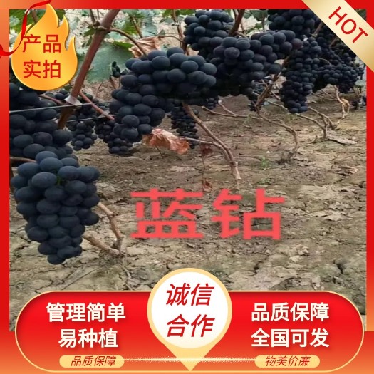 兴城市早熟品种 蓝钻嫁接苗 抗病 管理简单 颗粒大 保证苗木纯度