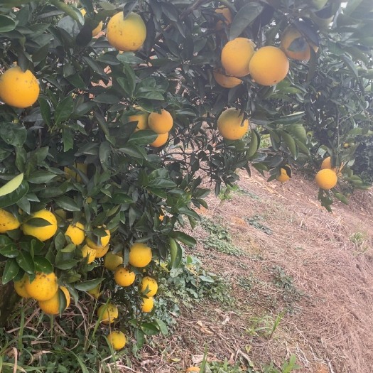 宜章县吃脐橙的季节来啦，香甜可口