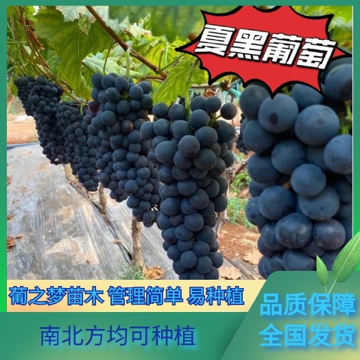 兴城市夏黑嫁接苗 早熟品种 管理简单 一手货源 产地直发 保证纯度