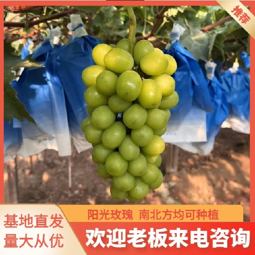 兴城市阳光玫瑰嫁接苗 原产地直发 一手货源 保证苗木质量，成活率等