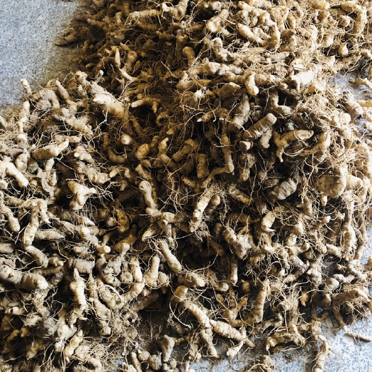 商南县鸡头黄精 块茎 、种芽