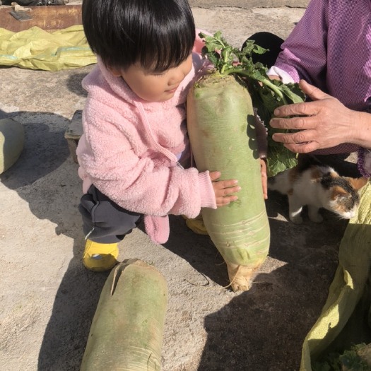 葫芦岛大萝卜，药材地种出来，质量杠杠滴
