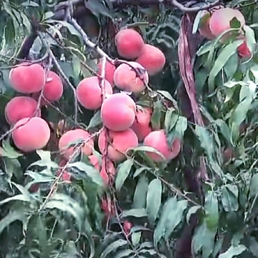 萧县映霜红晚桃苗