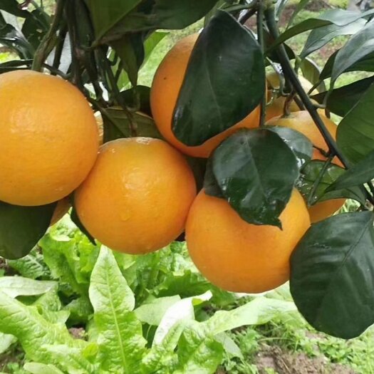 麻阳县湖南麻阳冰糖橙甜度10-12自产30w