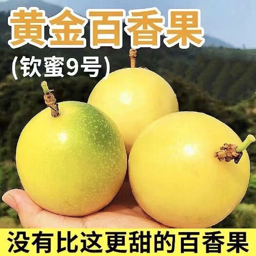 贺州黄金百香果苗大黄金百香果苗纯甜四季结果特大爬藤阳台庭院种植