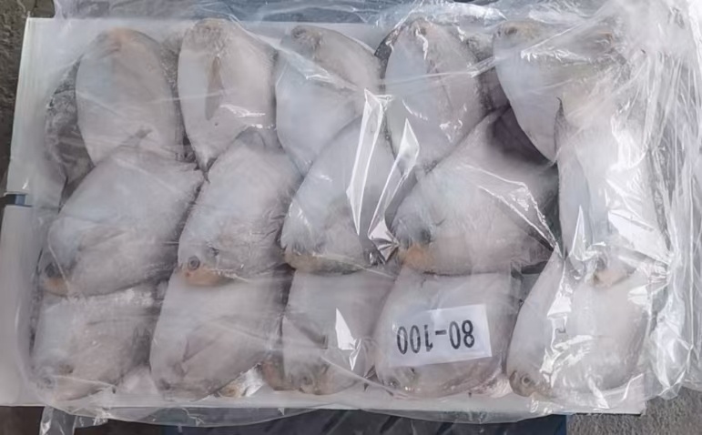 济宁白鲳鱼
