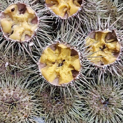大连大连黄金胆，优惠优惠优惠，有需要的老板，联系