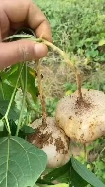 镇宁县高山白地瓜，凉薯，地萝卜，每日鲜货，现挖现发