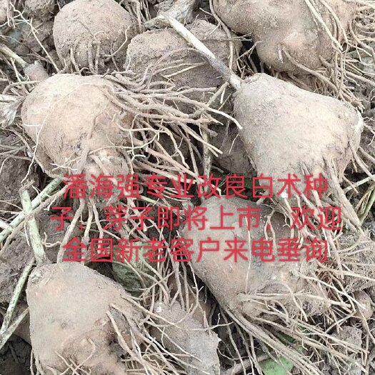 定州市改良白术种子