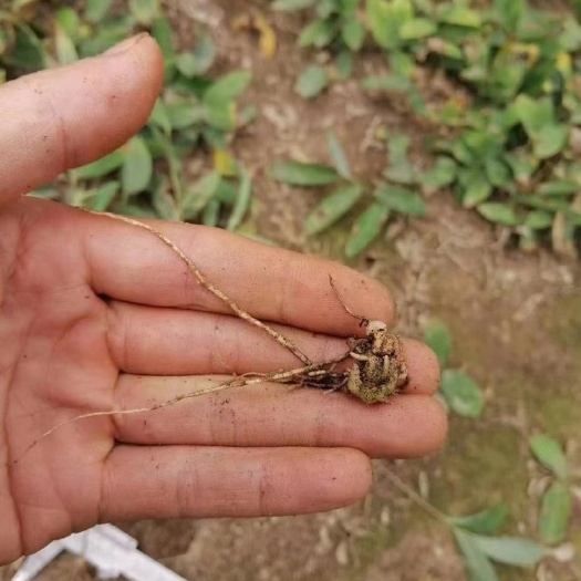 汉中纯紫花白芨