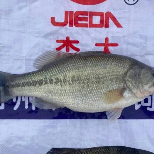 青田县放钓黑坑鲈鱼1斤以上