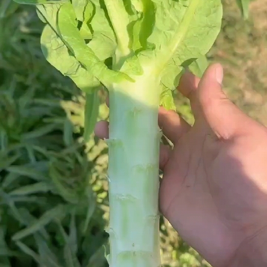 宿州红尖叶莴笋