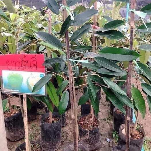  泰国荔枝王榴莲苗，泰国苗泰国发货，长期供应各种泰国榴莲苗