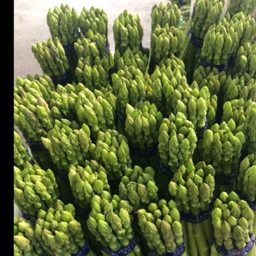 云霄县福建精品芦笋