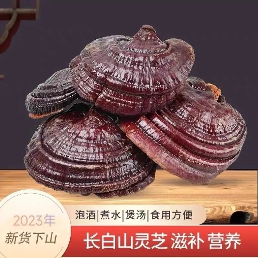 亳州紫灵芝新货 整朵灵芝泡酒料