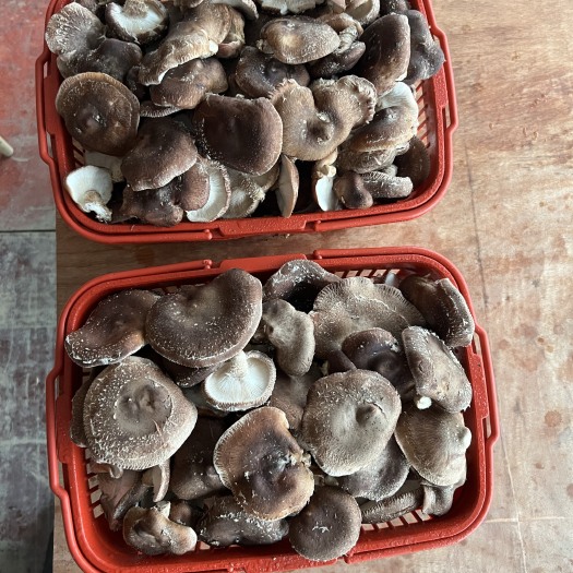 仁怀市马桑菌