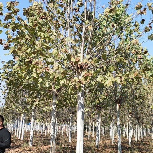 菏泽法桐(悬铃木)大规格出售18—30公分