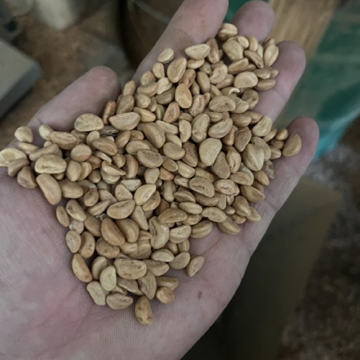天津精品山楂籽