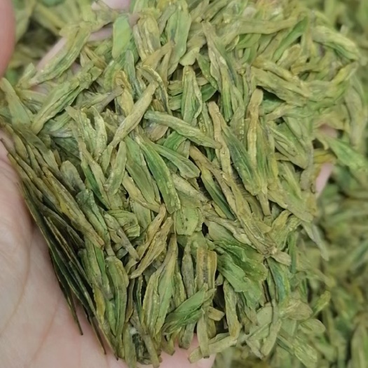 高山绿茶群体种/高山龙井