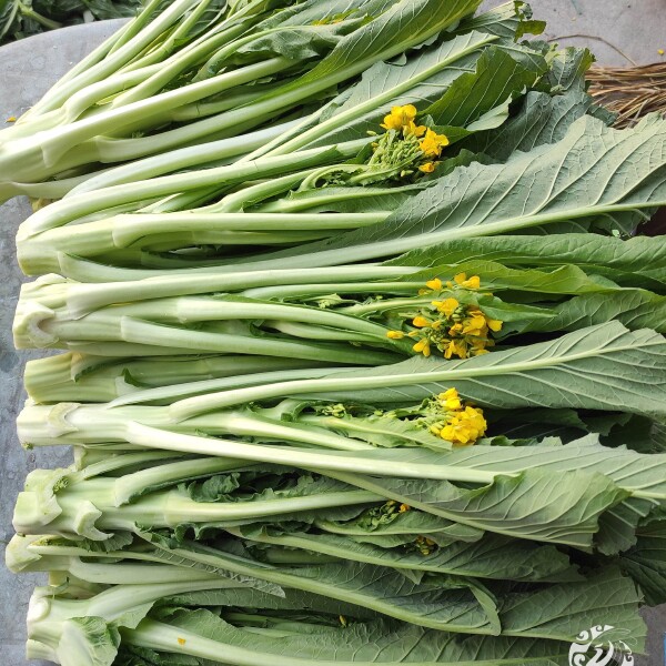 广东增城迟菜心，原产地直供，自有种植基地和农户合作模式，