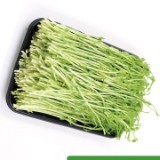 惠州豌豆苗预制菜沙拉蔬菜