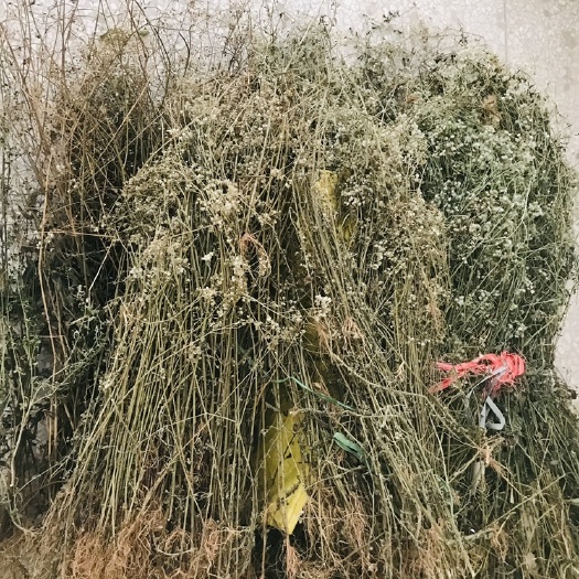 玉林夜香牛，伤寒草
