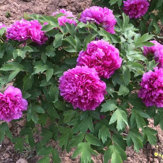 菏泽观赏牡丹