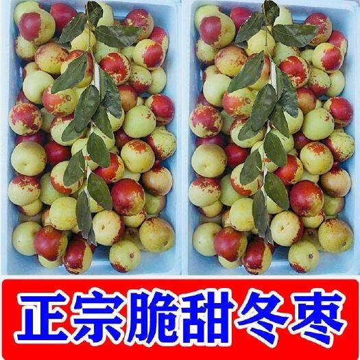 脆甜山东沾化冬枣应季水果脆枣大红枣青枣鲜枣大果冬枣香酥脆枣