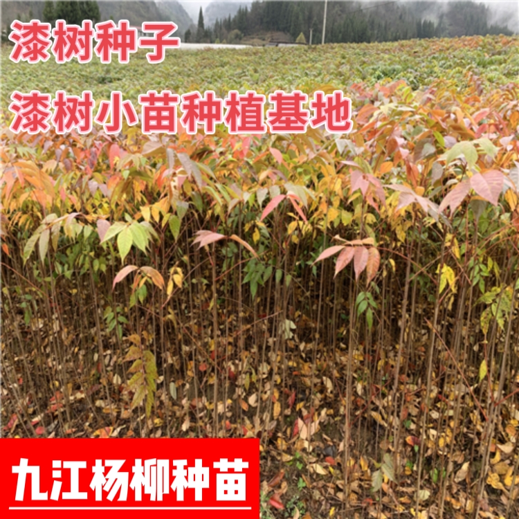 漆树种子 漆树小苗种植基地 净子 育苗种子 产地价格批发