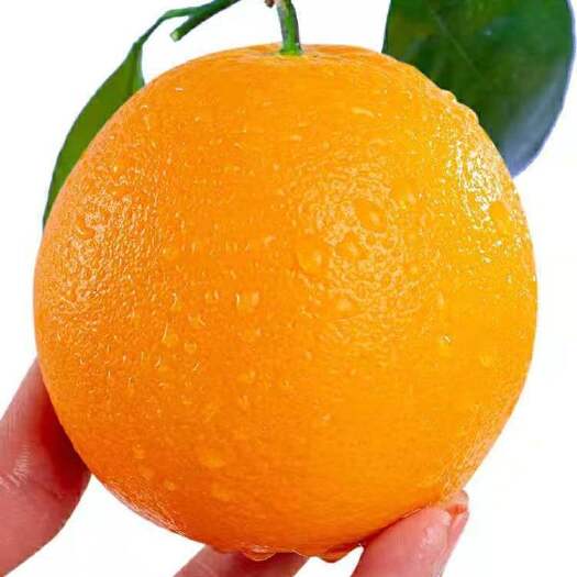 赣南脐橙新鲜水果现摘现发水果批发支持一件代发产地直发
