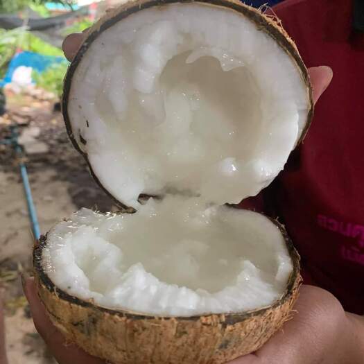  泰国糯米椰子苗泰国发货需要的留言咨询