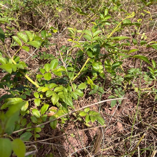 金刺梨 无籽刺梨苗