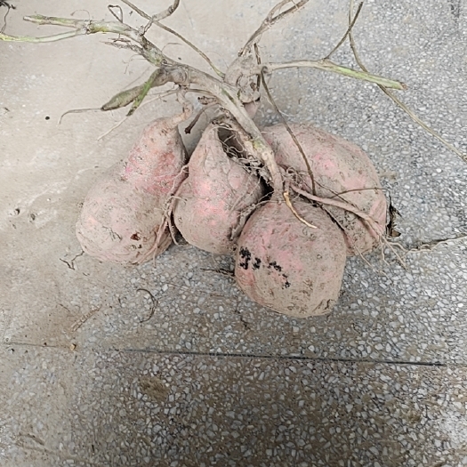 重庆市黄心红薯