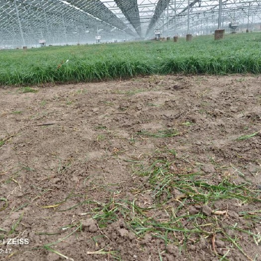 灵璧县细叶麦冬，自家70亩基地，30左右高度，无任何中间商价格实惠