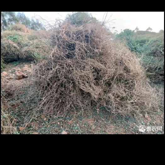 平南县在村里附近有很多人种植鸡骨草 跟 狸理草