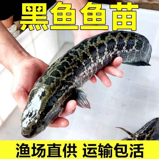 广州黑鱼苗批发/乌鱼苗/生鱼苗/乌鳢鱼苗/财鱼苗技术指导基地直发