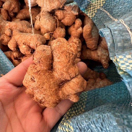 砚山县云南精品小黄姜姜母 二黄姜姜母