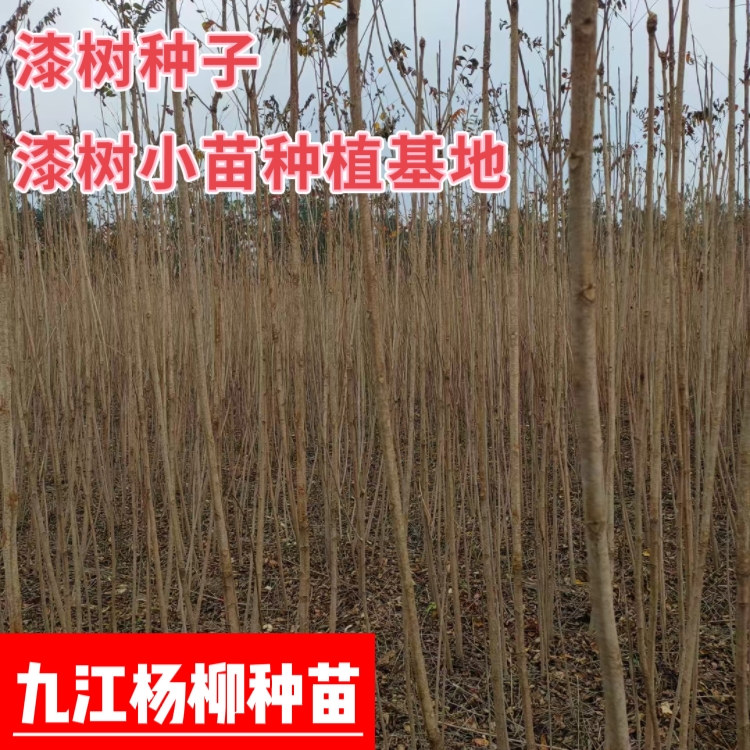 漆树种子 漆树小苗种植基地 净子 育苗种子 产地价格批发