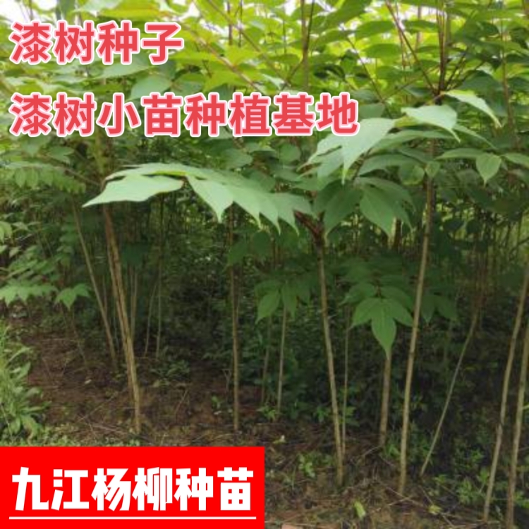 漆树种子 漆树小苗种植基地 净子 育苗种子 产地价格批发