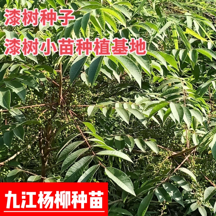 漆树种子 漆树小苗种植基地 净子 育苗种子 产地价格批发