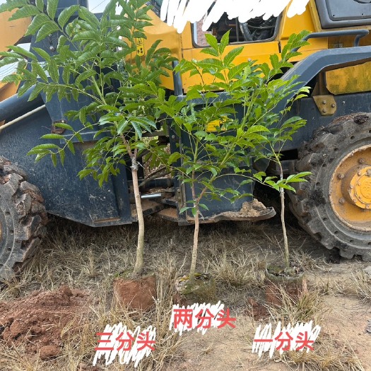 广州乌榄苗